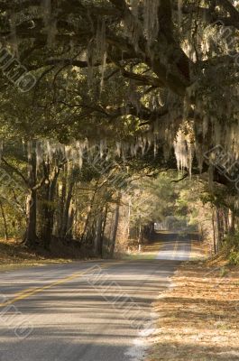 Paved country road with overhanging spanish moss