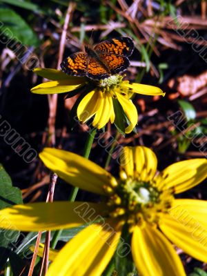 Pearl Crescent on Garden Flower