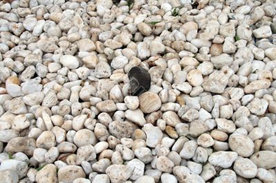beach pebbles