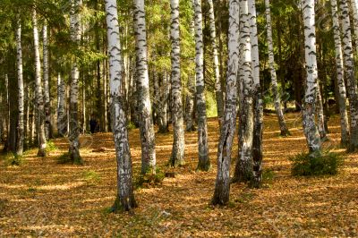 Autumn wood. The fallen down foliage. A landscape.