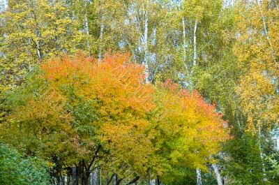 autumn woodland