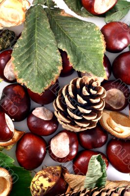 Chestnut at autumn isolated in white background