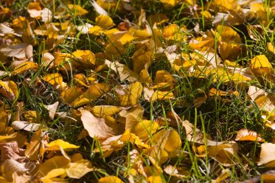 Leaves in a grass close-up