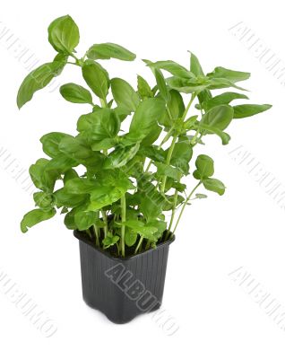 fresh basil in pot