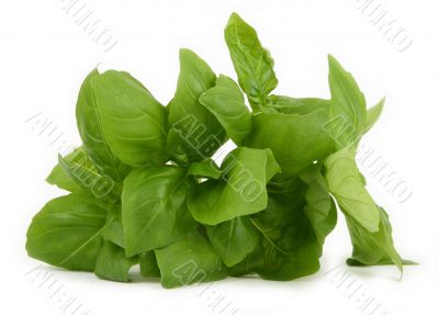 pile of fresh green basil #2