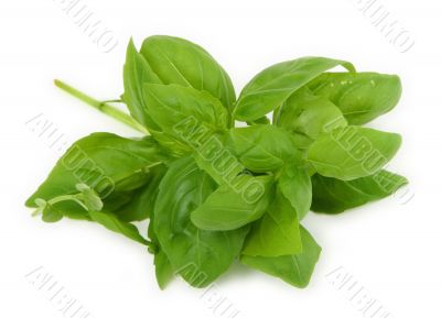 pile of fresh green basil
