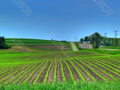 Spring Crop Fields