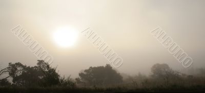 Morning Fog