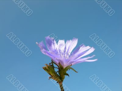 Gently flower on a background of blue sky
