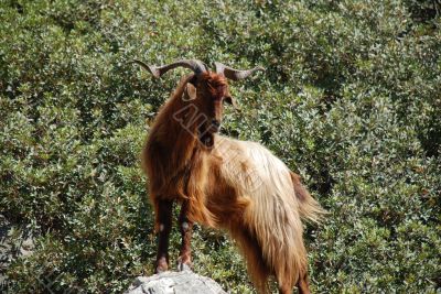 Wild mountain goat