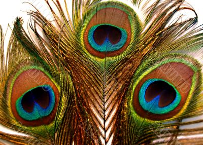 Peacock Feathers