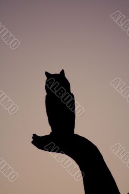 Silhouette Owl on a Limb