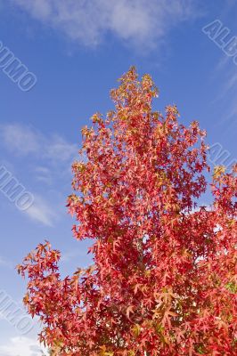 Red Maple Blue Sky