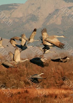 Sandia Mountain Flight