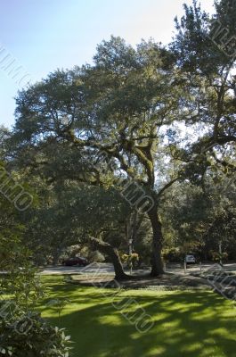 Trees, Grass, Shadows