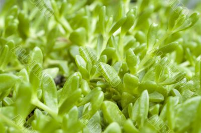 Ice Plant