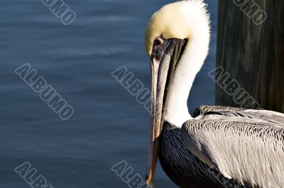 Horizontal Portrait of Brown Pelican