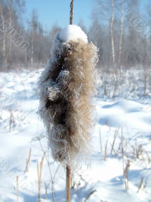 Reed in winter