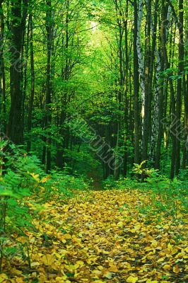 Beech Forest