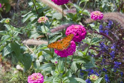 Monarch on Purple Flower