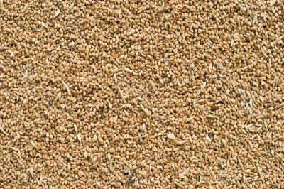 wheat grains