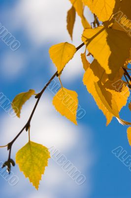 autumn leaves autumn leaves