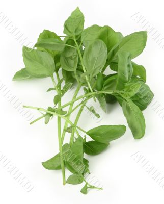 fresh green basil