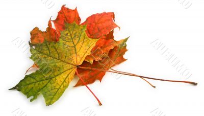 multicolored maple leaves