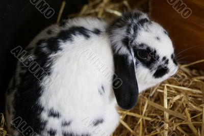 Little black and white rabbit. Little black and white rabbit.