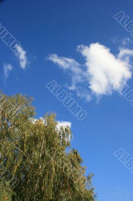 Blue cloudy sky with green birch tree