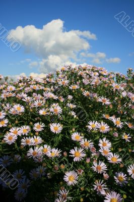 Cloudy deep blue sky over bed of wild flowers