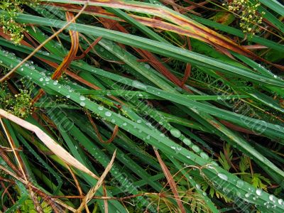 water on autumn grass