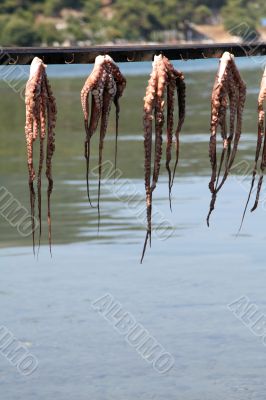 Octopus hanging too dry