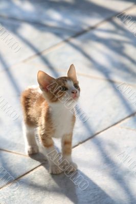 Cute red kitten looking curiously upwards