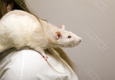 On a shoulder of the mistress