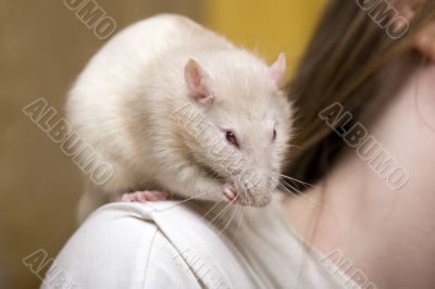 On a shoulder of the mistress