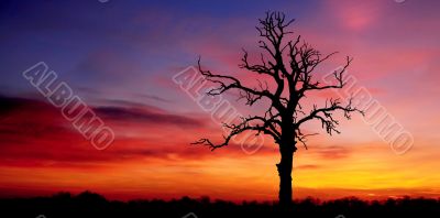 Morning Tree Silhouette Morning Tree Silhouette