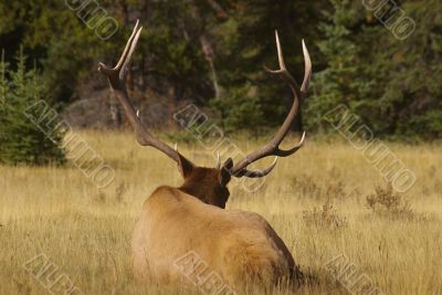 Elk B