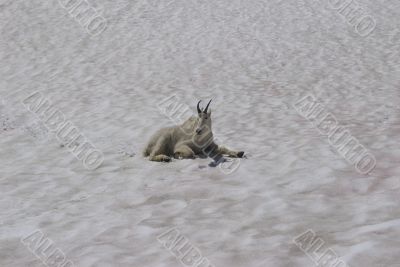 Mountain Goat E