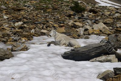 Mountain Goat F