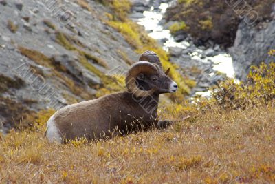 Rocky MountainSheep H Rocky MountainSheep H