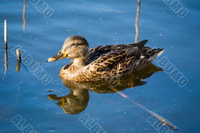 Duck in blue water