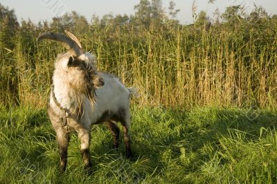 White brown goat with horns