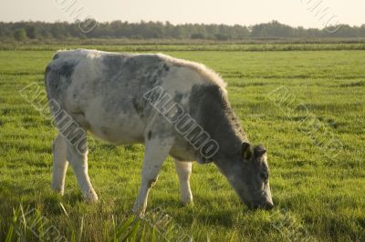 Black and white cow