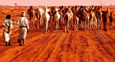 Caravan in the desert