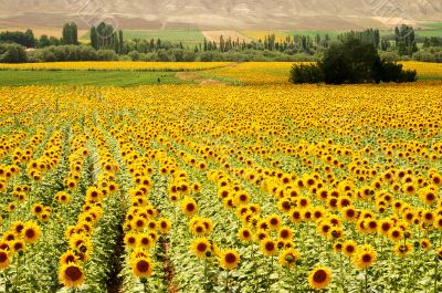 Yellow Fields