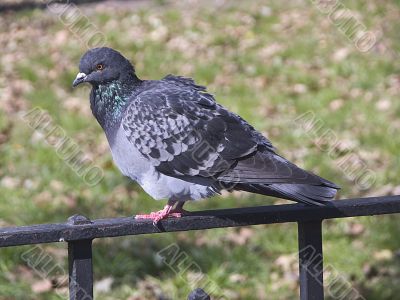 An urban pigeon