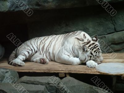 White tiger