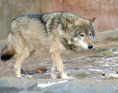 Wolf - owner the cage Wolf - owner the cage