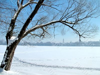 Tree on the shore of the icy lake